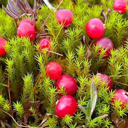 Kelo 24, Kahden Makuuhuoneen Kelomoekki Syoetteellae, Valaistun Ladun Vieressae * Pudasjarvi