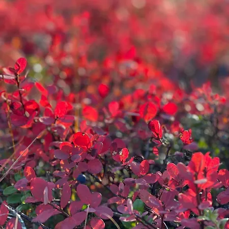 Σπίτι διακοπών Kelo 24, Kahden Makuuhuoneen Kelomoekki Syoetteellae, Valaistun Ladun Vieressae *