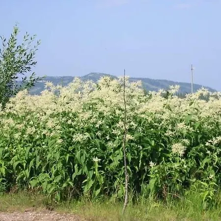 Kelo 24, Kahden Makuuhuoneen Kelomoekki Syoetteellae, Valaistun Ladun Vieressae