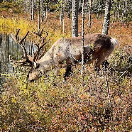 Vakantiehuis Kelo 24, Kahden Makuuhuoneen Kelomoekki Syoetteellae, Valaistun Ladun Vieressae *